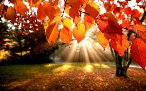 autumn-leaves-trees-the-rays-nature